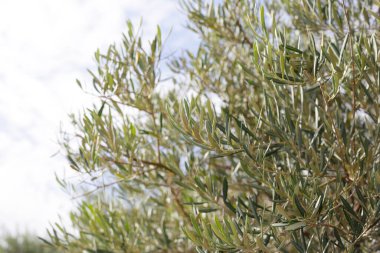Mavi gökyüzü olan zeytin ağacı