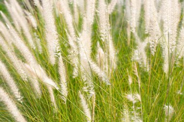 Çeşme otu veya pennisetum alopecuroides