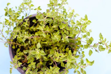 Mavi arkaplanda taze kekik otu.