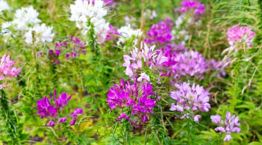 Parktaki Cleome Spinosa çiçeği