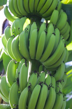 Bir demet yeşil muz.