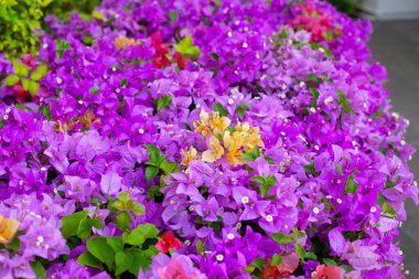 Beautiful bougainvillea flowers with green leaves