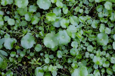 Gotu kola, Asya pennywort, Hint pennywort. Su santrali 