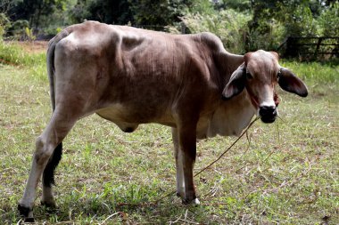 İnekler çimlerin üzerinde.