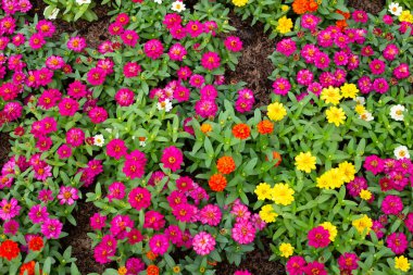 Bahçedeki zinnia çiçeği