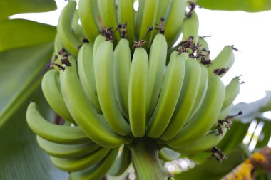 Bir demet yeşil muz.