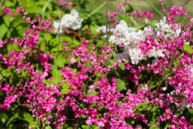 Mercan sarmaşığı, Meksikalı sürüngen, aşk zinciri, Pembe sarmaşık, Honolulu Sarmaşığı
