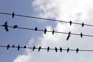 siluet kuşlar üstünde tel kablo mavi gökyüzü