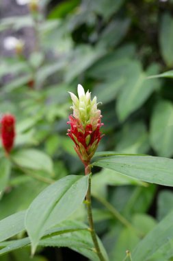 Hintli kızıl, Costus Specosus