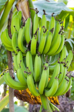 Ağaçta bir demet yeşil muz