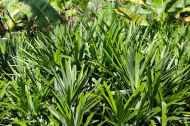 Pandan yaprakları bahçede.