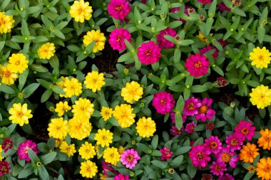 Bahçedeki zinnia çiçeği