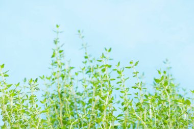 Mavi arkaplanda taze kekik.