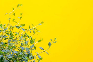 Sarı arkaplanda taze limonlu kekik.