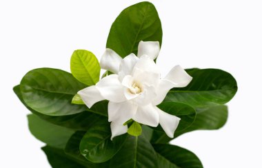 Yasemin Burnu ya da bahçe çiçeği