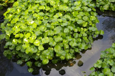 Gotu kola, Asya pennywort, Hint pennywort. Göletteki su bitkisi