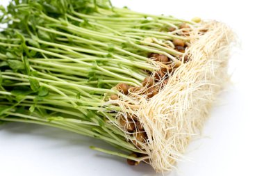 beyaz zemin üzerine bezelye filizlenir.