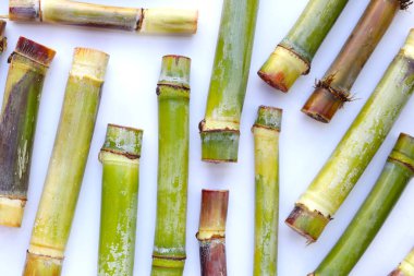 Beyaz arkaplanda taze şeker kamışı.