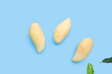 Tropik meyve, mavi arkaplanda mango..