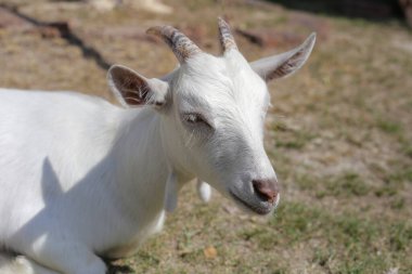 Çiftlikte beyaz bir keçi