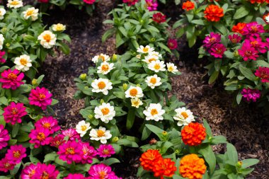 Bahçedeki zinnia çiçeği