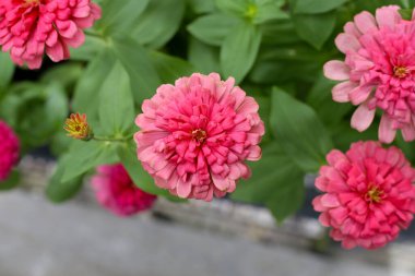 Bahçede açan renkli zinnia çiçekleri