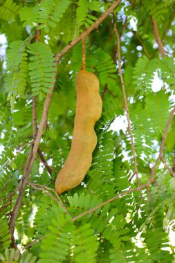 Yeşil yapraklı demirhindi meyveleri.