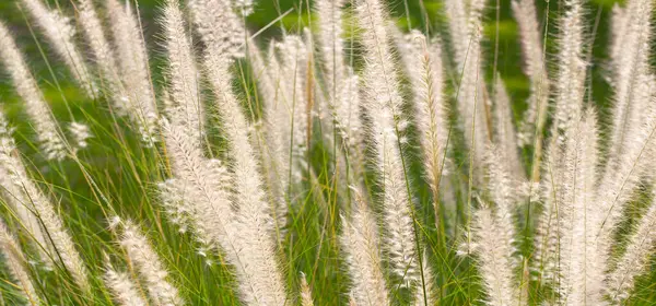 Fountain grass or pennisetum alopecuroides