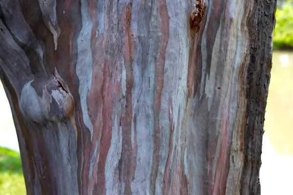 Textures patterns of eucalyptus tree. Colorful tree bark