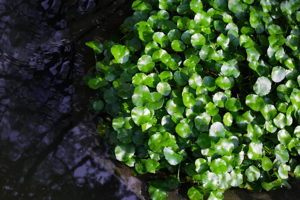 Gotu kola, Asya pennywort, Hint pennywort. Göletteki su bitkisi