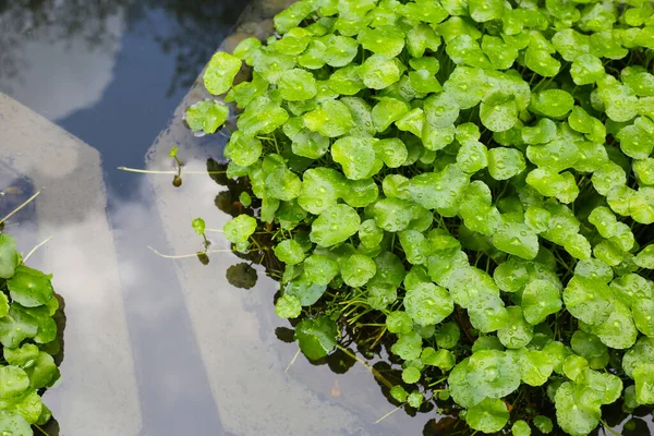 Centella asiatica (gotu kola). Yapraklardaki yağmur damlaları