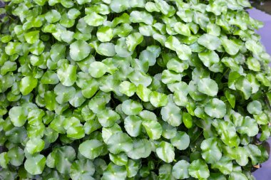 Gotu kola, Asya pennywort, Hint pennywort. Göletteki su bitkisi