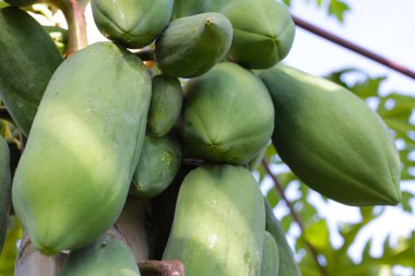 Bahçedeki ağaçta papaya meyvesi.