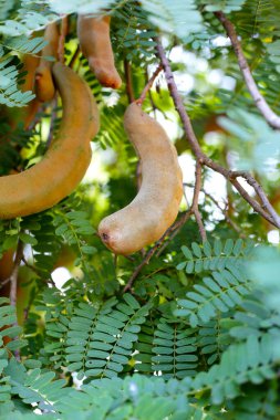 Yeşil yapraklı demirhindi meyveleri.
