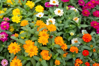 Bahçedeki zinnia çiçeği