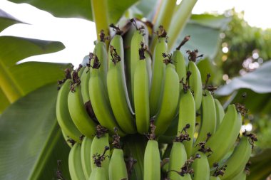 Bir demet yeşil muz.