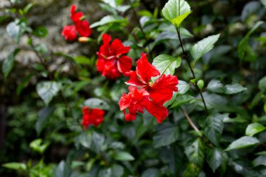 Bahçede Hibiscus çiçeği