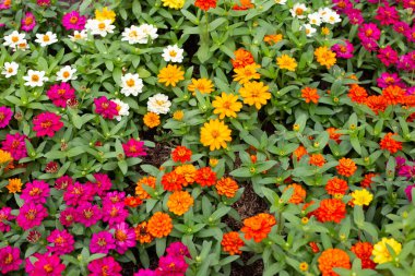 Bahçedeki zinnia çiçeği