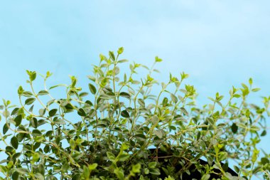 Mavi arkaplanda taze limonlu kekik.