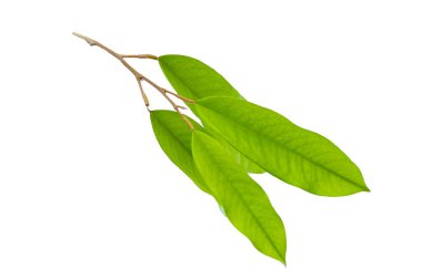 Beyaz arkaplanda Durian yaprakları.