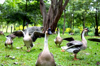 Parktaki yeşil çimenlikteki kaz sürüsü