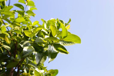 Sarsinya kovasının taze yeşil yaprakları (Garcinia Cowa Roxb)