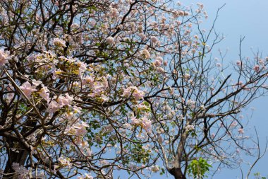 Trompet Ağacı, Pembe Poui, Yeni Dünya Trompeti, Rosy Trompet