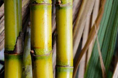 Şeker kamışı bitkileri, şeker kamışı tarlası