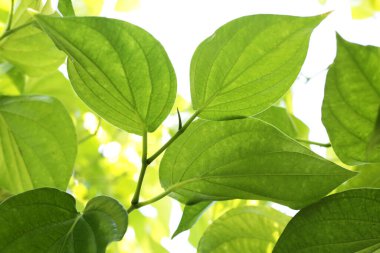 Betel bitkisinin yeşil yaprakları