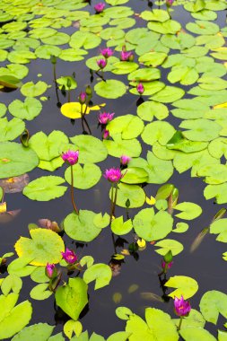 Güzel bir nilüfer. Yeşil yapraklı nilüfer çiçeği
