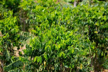 Sauropus çift cinsiyetli yeşil yapraklar