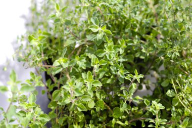 Bahçede taze bitkiler