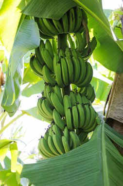 Ağaçta bir demet yeşil muz