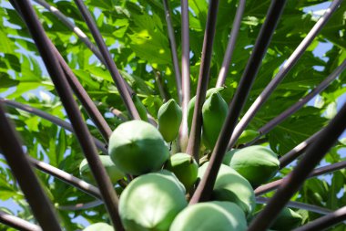 Bahçedeki ağaçta papaya meyvesi.